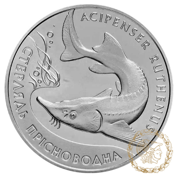 Срібна монета 10 гривень 2012 рік, Україна. Стерлядь прісноводна